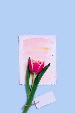 Vertical greeting card with one tulip on watercolor paper on blue background.の写真素材