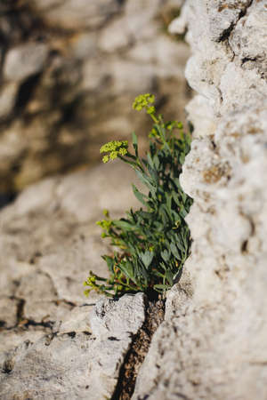 plantの写真素材