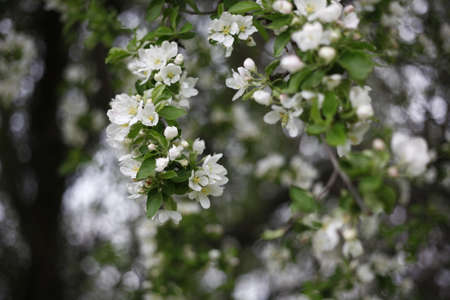 cherry blossomsの写真素材