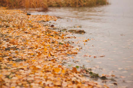 autumn leavesの写真素材