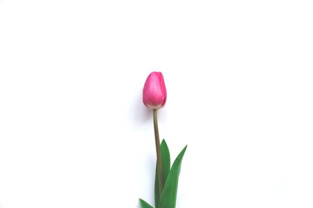 Beautiful fresh spring tulips on a white background. flat lay.の写真素材