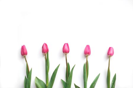 Beautiful fresh spring tulips on a white background. flat lay.の写真素材