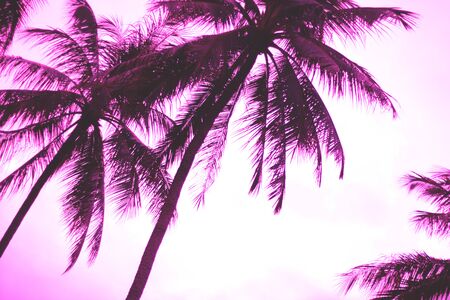 ultra violet palm branch. perfect background for design.の写真素材
