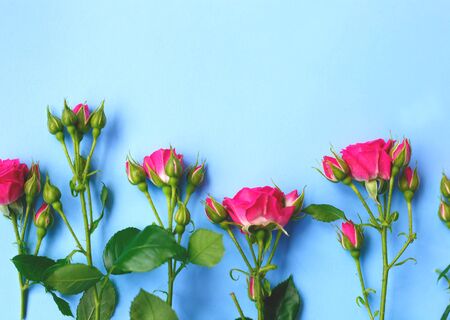 pink roses flowers on a blue background. best background for your design.の写真素材