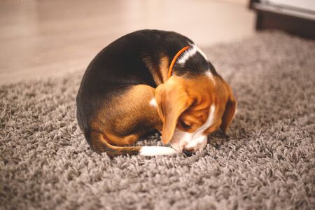 cute beagle puppy lies on the carpet.の写真素材