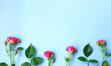 pink roses flowers on a blue background. best background for your design.の写真素材
