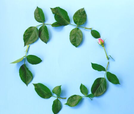 pink roses flowers on a blue background. best background for your design.の写真素材