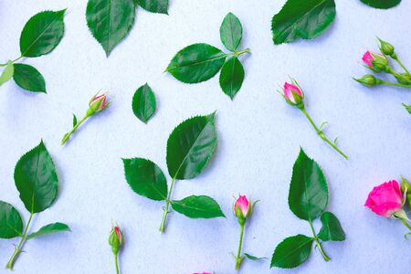pink roses flowers on a blue background. best background for your design.の写真素材