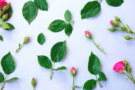 pink roses flowers on a blue backgroundの写真素材