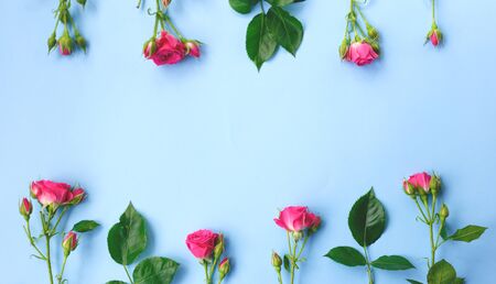 pink roses flowers on a blue backgroundの写真素材