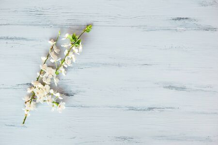 Branch of spring white flowers on a gray wooden background.の写真素材