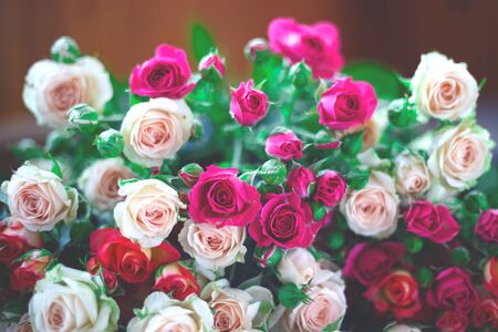 Beautiful fresh spring roses. best background for your design.の写真素材