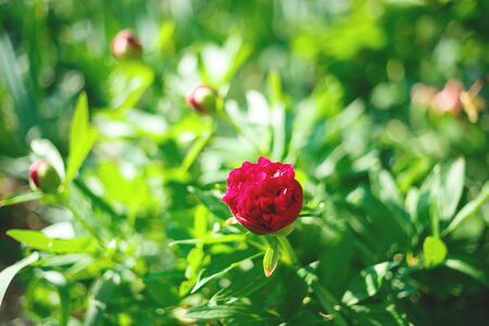 beautiful bright burgundy peony flower surrounded by lush greenery.の写真素材