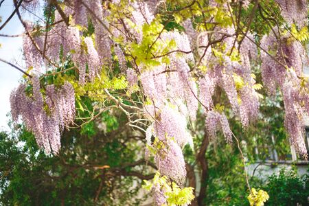 beautiful blooming lilac wisteria tree at sunset.の写真素材