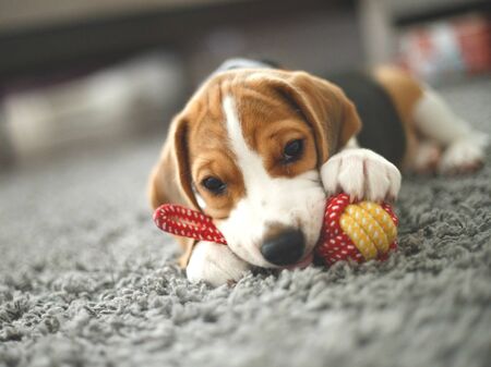 cute beagle puppy lies on the carpet.の写真素材