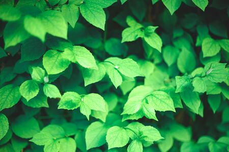 green plant texture. best background for design.の写真素材