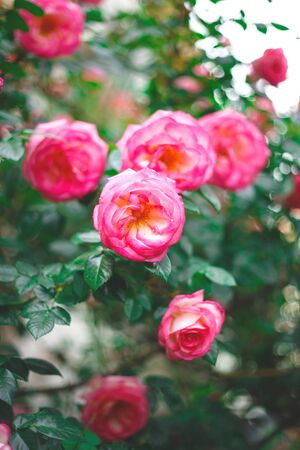 beautiful blooming bush pink roses in lush greenery.の写真素材