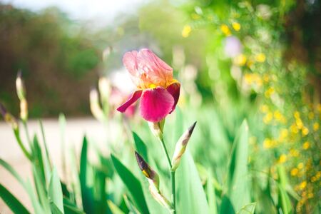 beautiful fresh irises surrounded by greenery in the sunset.の写真素材