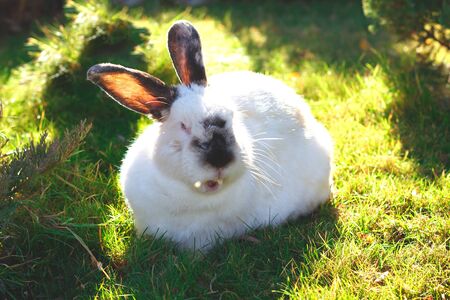 little white rabbit is sitting on the grass.の写真素材