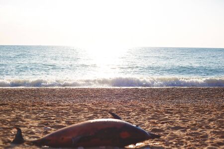 Dead young dolphin on the seashore. Earth wildlife, environmental pollution, ecological catastrophe.の写真素材