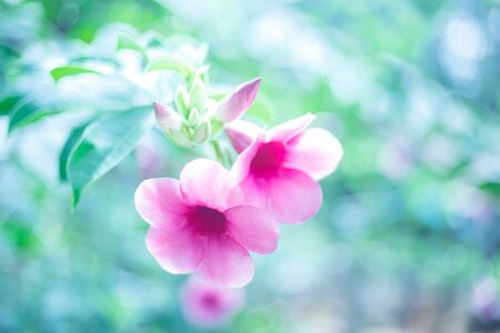 beautiful pink spring flower blooms in garden.の写真素材