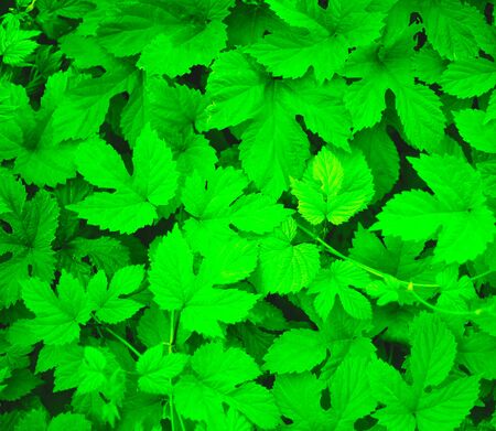 green plant texture. best background for design.の写真素材
