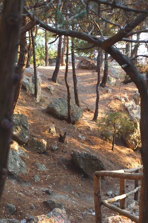 juniper forest and stones by the sea.の写真素材