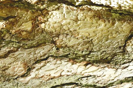 bark of tree. great texture for your design.の写真素材