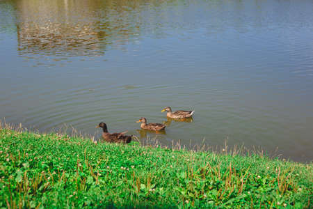 three ducks swim in the lake in front of a green lawn.の写真素材