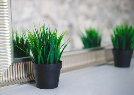 a pot of green succulent grass in front of the mirror.の写真素材