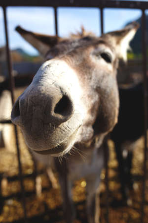donkey stuck his face through the bars on the farm.の写真素材