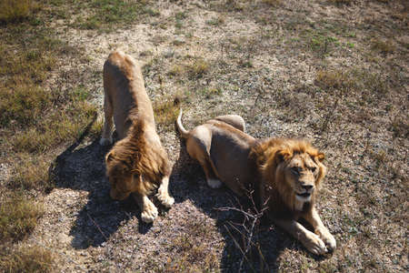 two adult lions lie on the grass.の写真素材