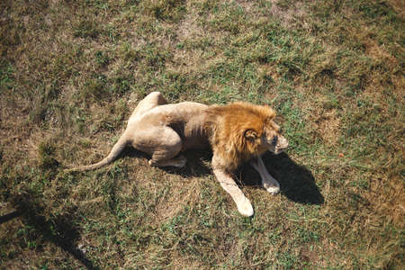 the lion lies on the ground in the savannah.の写真素材