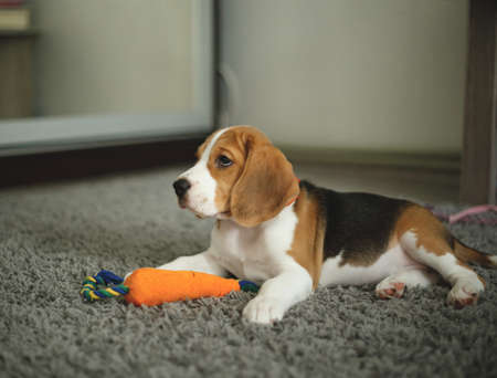 cute beagle puppy lies on the carpet in the room.の写真素材
