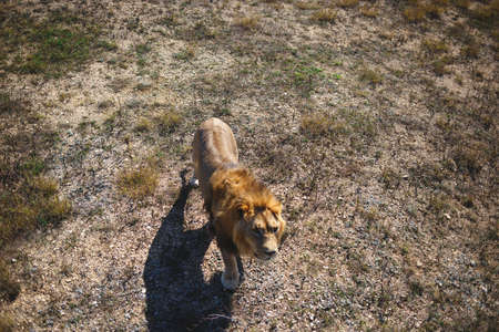 the lion lies on the ground in the savannah.