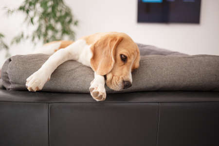 adult beagle resting on a gray sofa.の写真素材