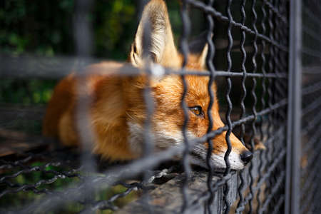 portrait of a sad fox in a cage at the zoo.の写真素材