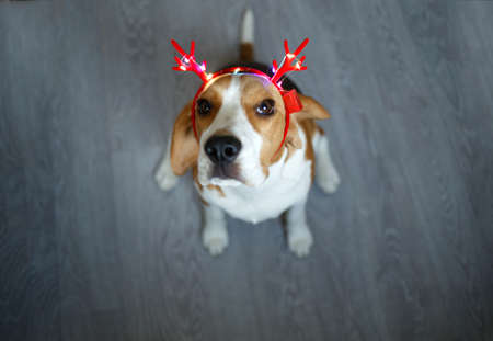young beagle in red reindeer christmas horns.の写真素材