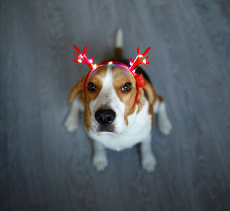 young beagle in red reindeer christmas horns.の写真素材