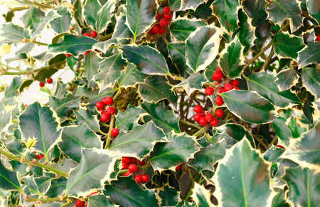 christmas tree with red berries. great background.の写真素材