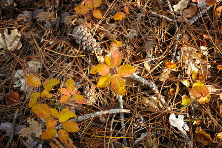 land in the autumn forest: cones, needles, yellowed leaves.の写真素材