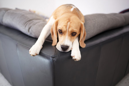 portrait of a young beagle lying on a sofa in the living room.の写真素材