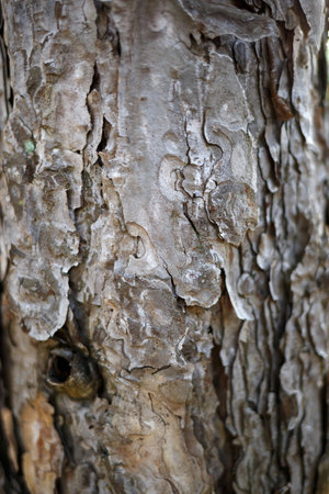tree bark texture. great background for design.の写真素材