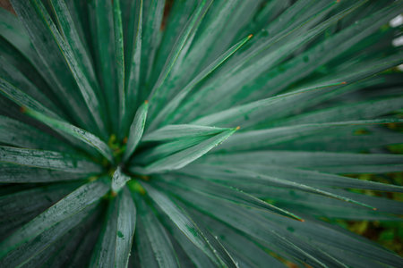 close-up of palm leaves. great background for design.の写真素材