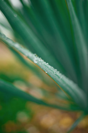 close-up of palm leaves. great background for design.の写真素材