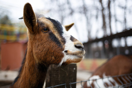 sad young goat in a cage at the zoo.の写真素材