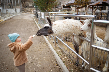the muzzle of a white-and-black speck of a llama cub at the zoo.の写真素材