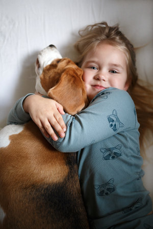 little cute girl hugs beagle puppy lying in bedの写真素材