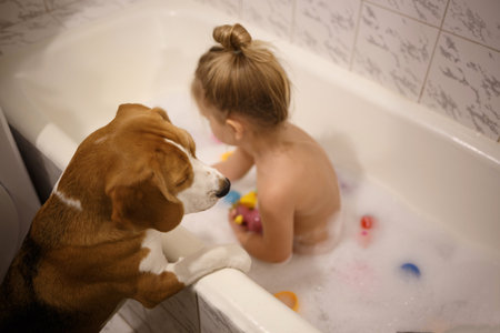little girl bathes in the bathroom under the supervision of a beagle puppy.の写真素材