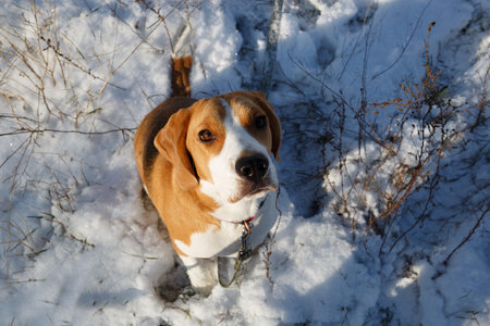 a beagle puppy walks on a snowy meadow in winterの写真素材